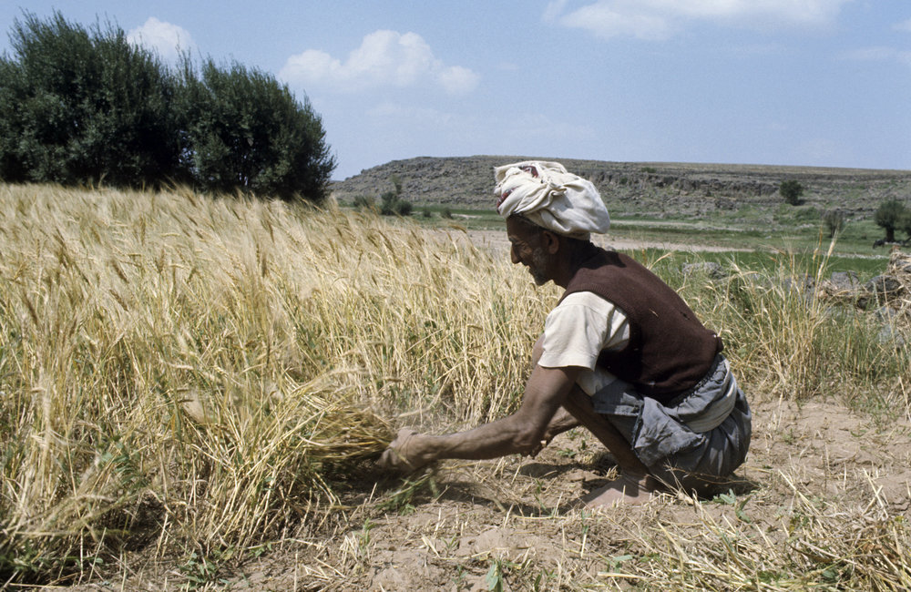 A rural farmer in a village near Sanaa, reaping his harvest using a reaping hook in the traditional way. In Yemen, agriculture, mainly of the subsistence type, provides 80% of total employment. With help from the Food and Agriculture Organization under the UN Development Programme the Government has undertaken agricultural development projects. 1975. UN Photo/UN Photo Library.